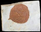 Paleocene Fossil Leaf (Davidia) - Montana #71507-1